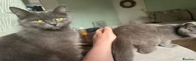 British Longhair 1