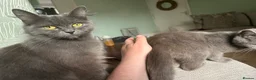 British Longhair cats for sale: British longhair  - Advert 2