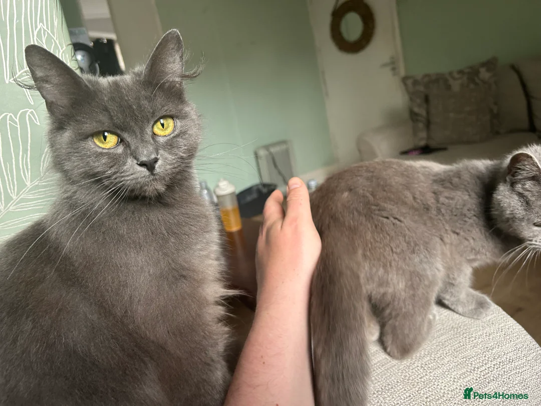 British Longhair cats for sale: British longhair  - Advert 2