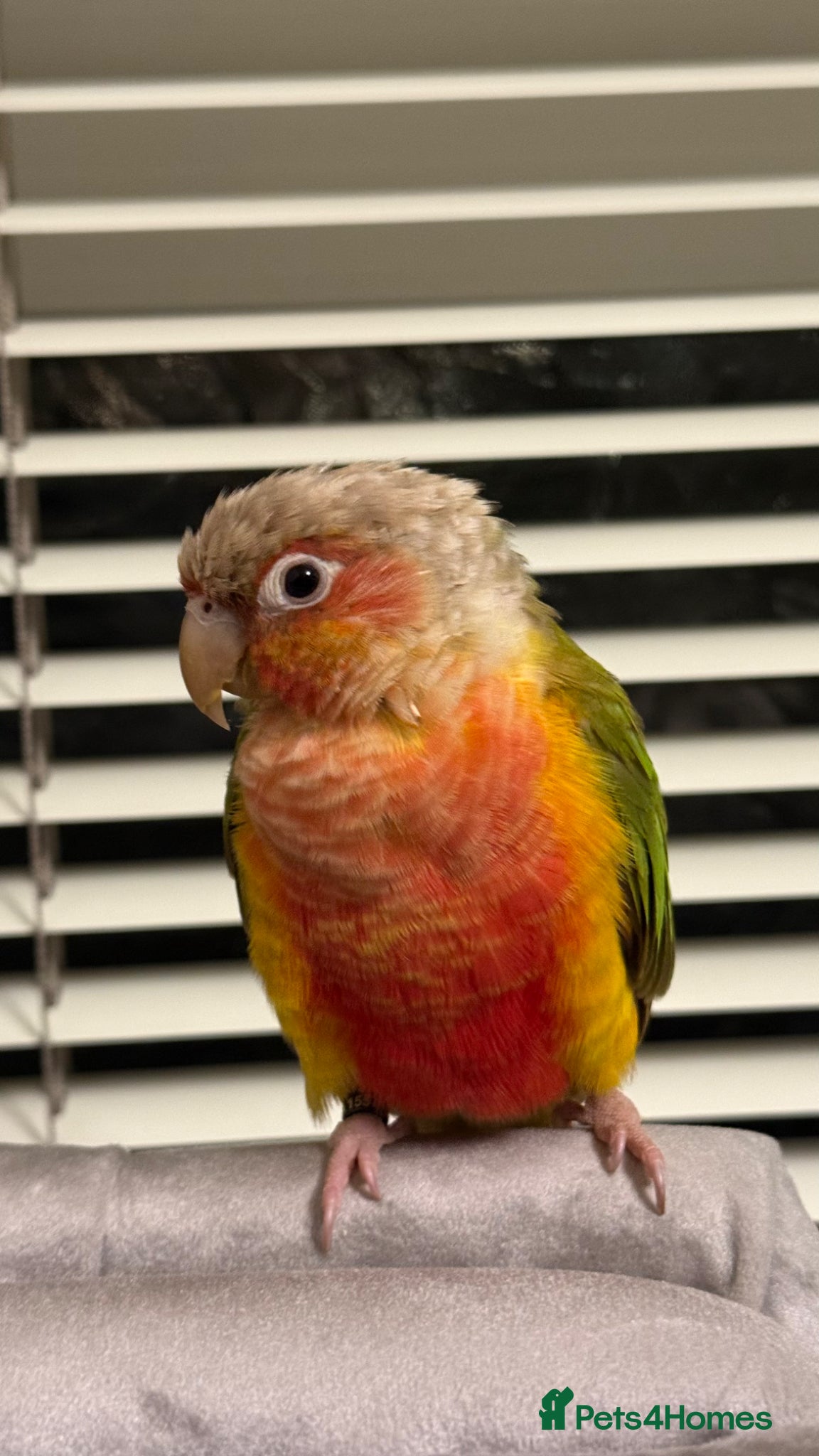 Conures birds 10 months olo pineapple conure - Advert 9