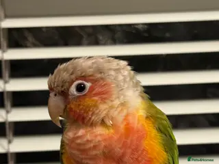 Conures birds 10 months olo pineapple conure - Advert 9