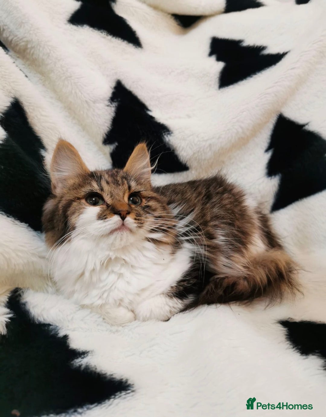 Mixed Breed cats for sale: Maine Coon Kittens - Advert 7