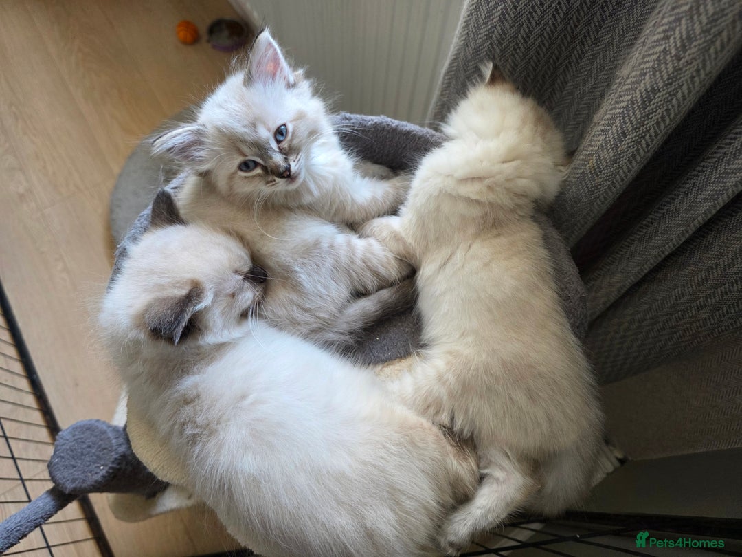 Ragdoll cats for sale: Beautiful Ragdoll kittens  - Image 8