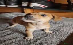 Mixed Breed dogs for sale: German Staffy Litter Available 12/10/25 - Image 12