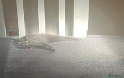 British Shorthair cats for sale: British shorthair Boys  - Advert 2