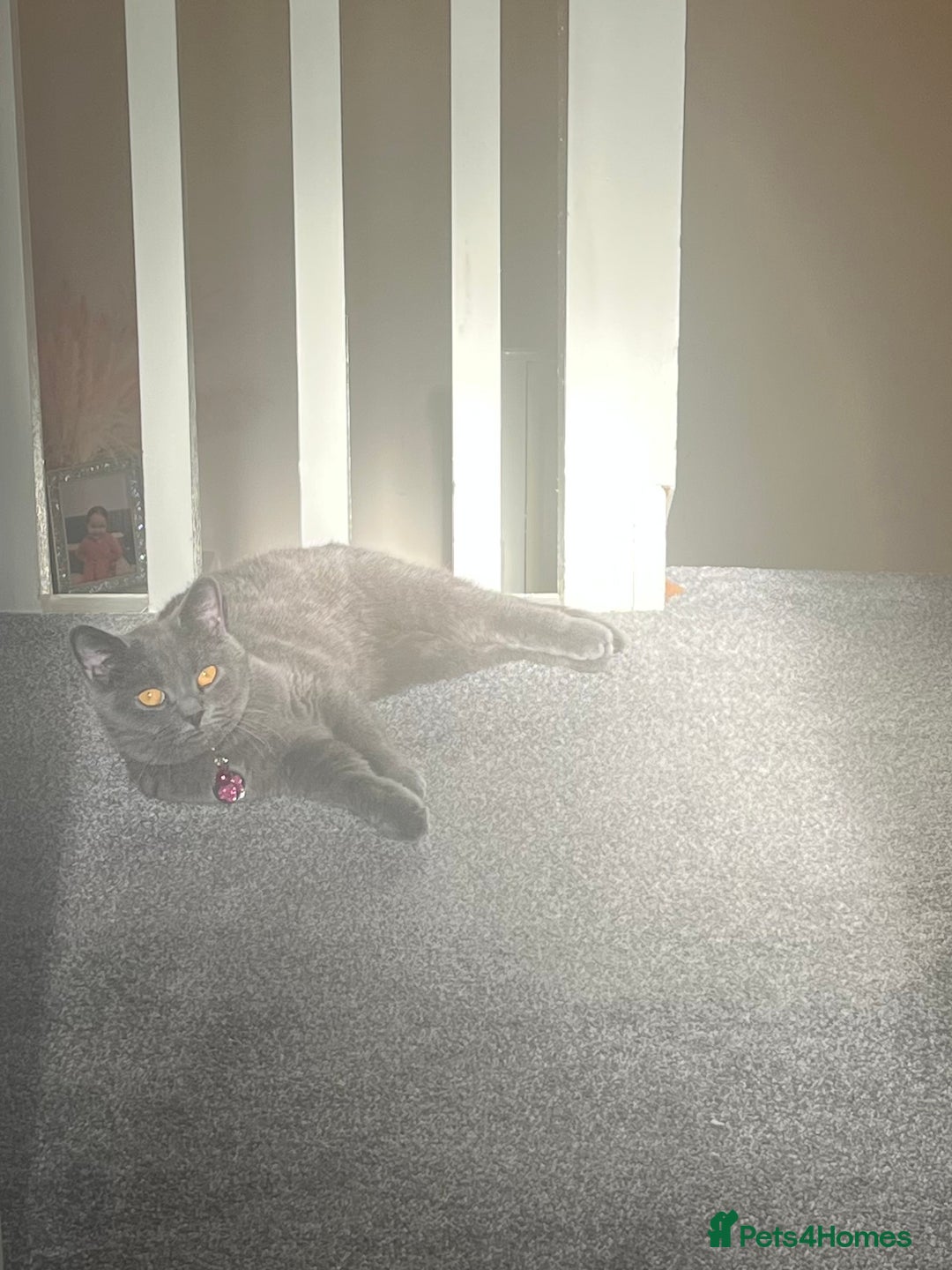 British Shorthair cats for sale: British shorthair Boys  - Advert 2