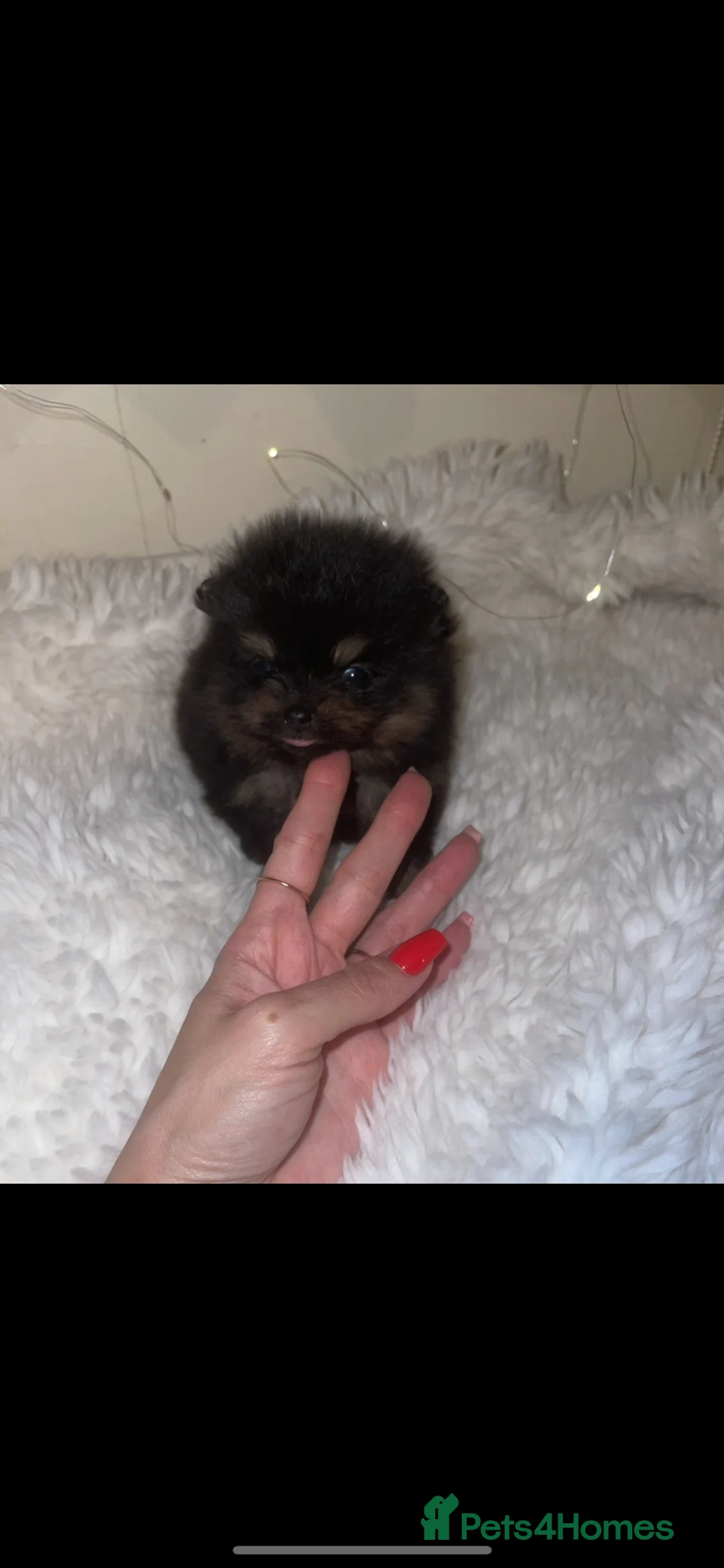 Pomeranian dogs for sale: Black & Tan balls of fluff  - Advert 2