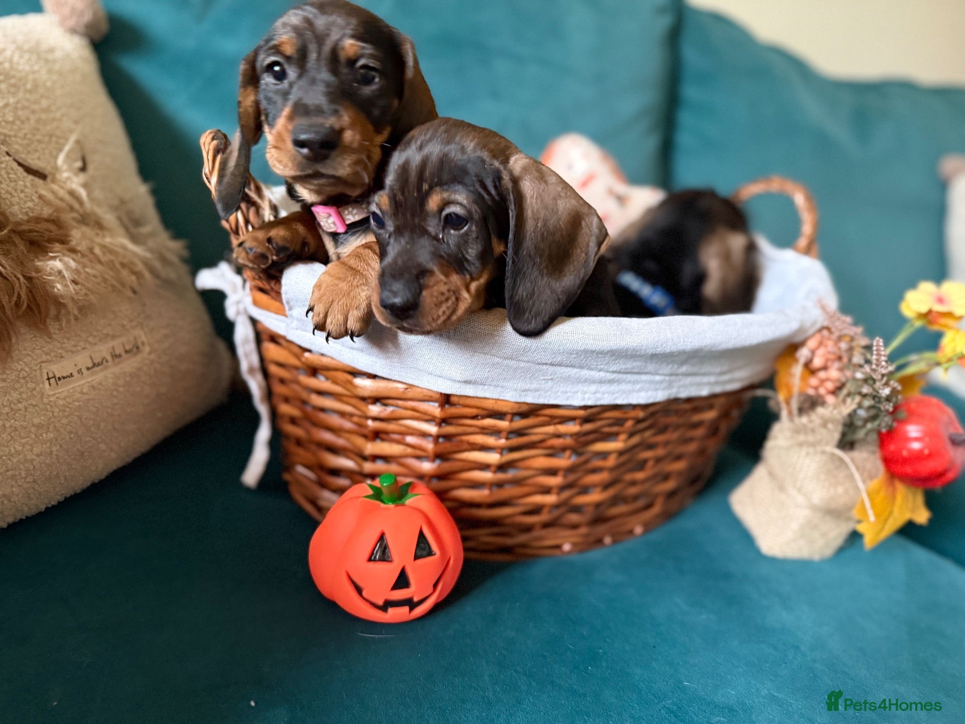 Dachshund dogs for sale: KC Registered Wire Haired Dachshund Puppies - Advert 21
