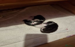 Domestic Shorthair cats for sale: Two tuxedo kittens  - Image 5
