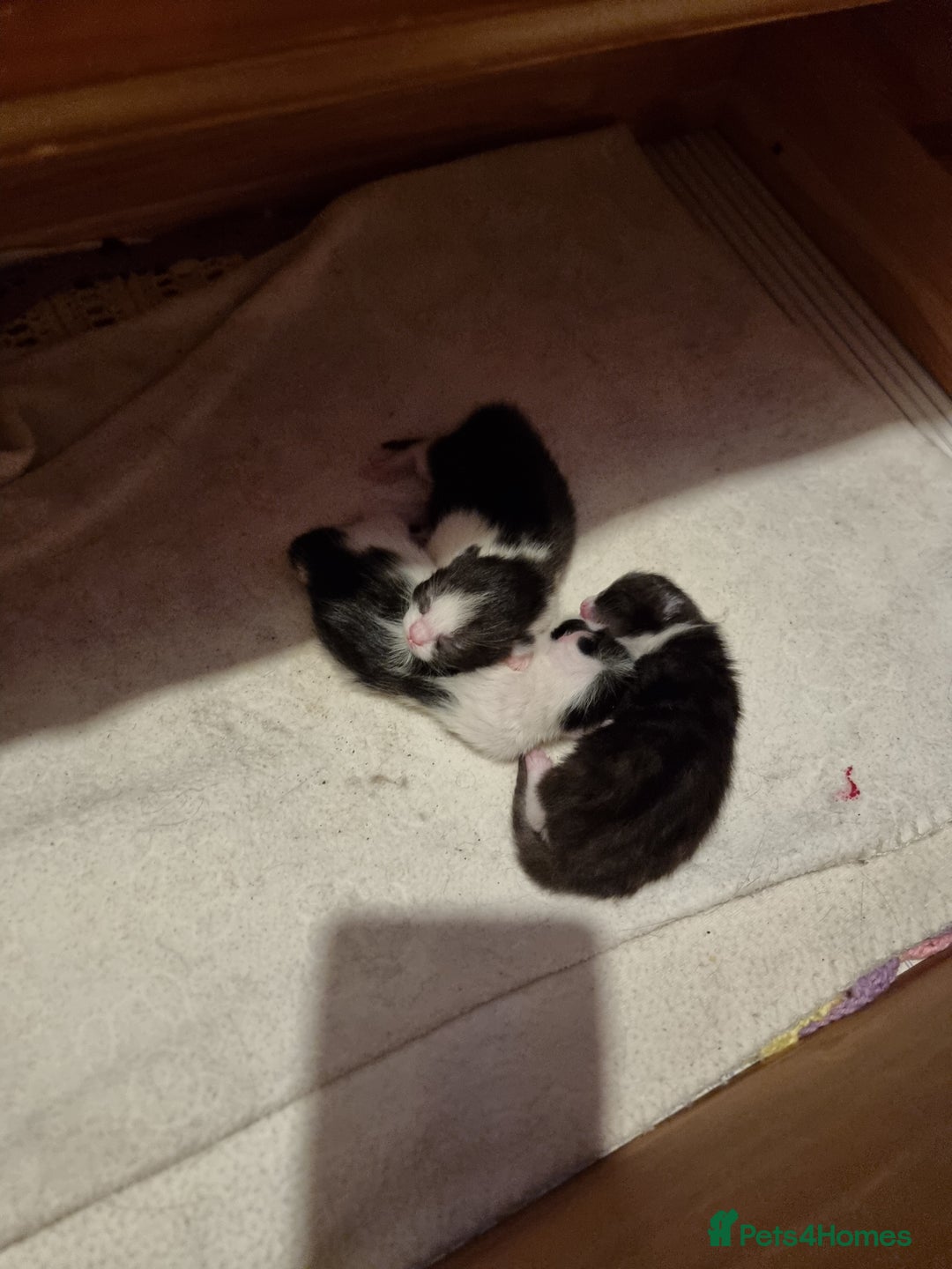 Domestic Shorthair cats for sale: Two tuxedo kittens  - Image 5
