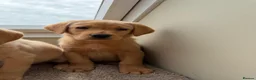 Labrador Retriever dogs for sale: labrador  - Advert 4