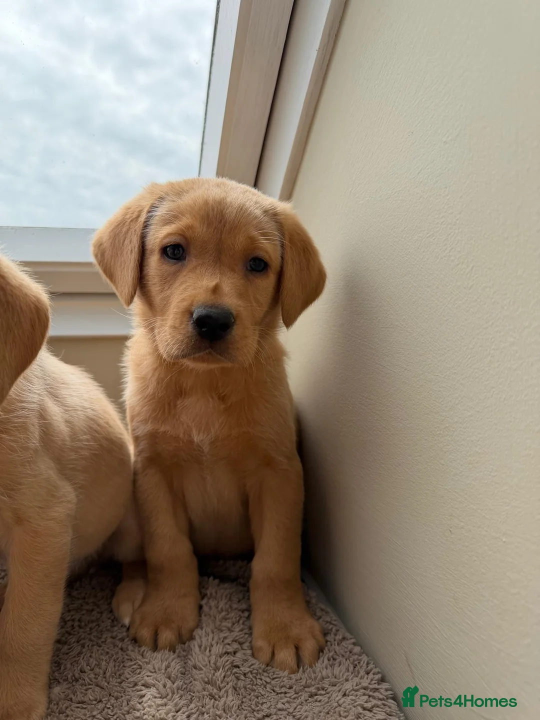 Labrador Retriever dogs for sale: labrador  - Advert 4