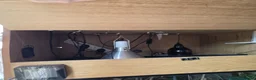 Chameleon reptiles for sale: Xl arboreal wooden vivarium   in Matlock - Advert 5