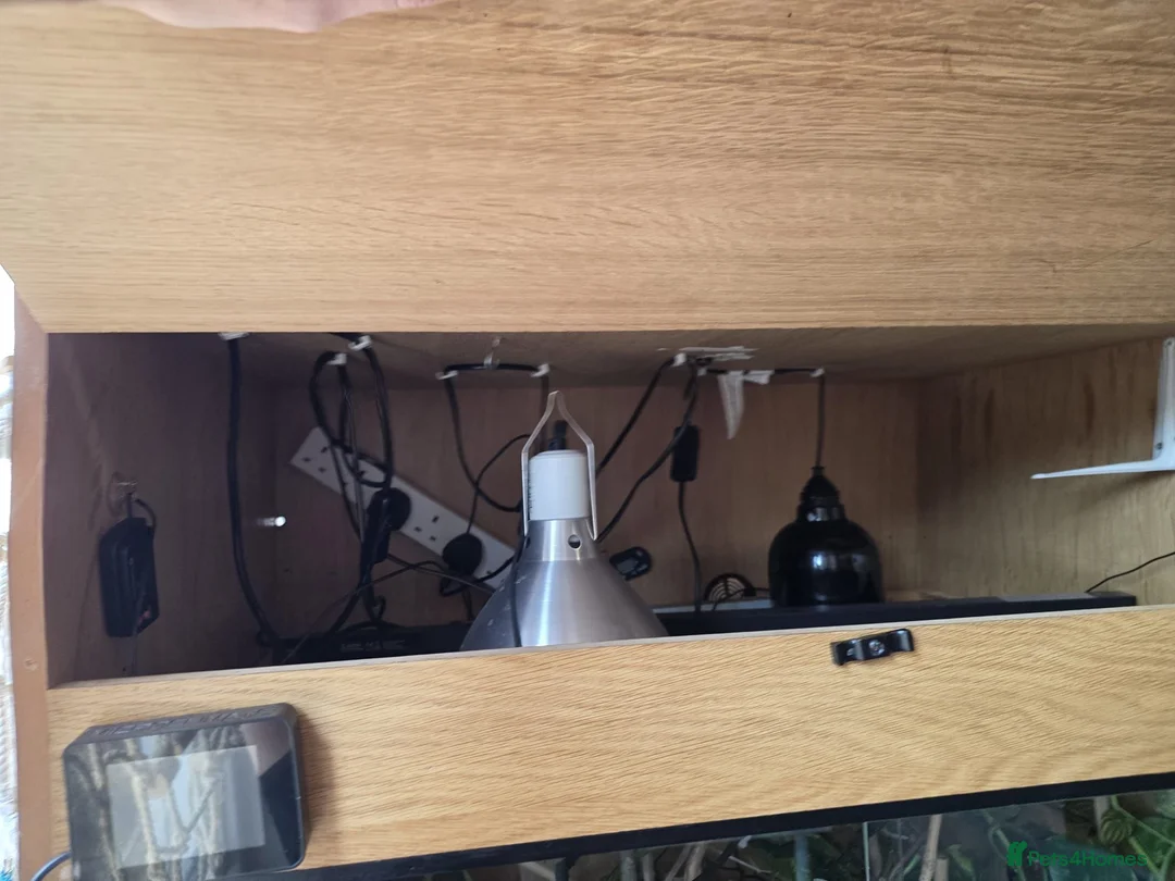 Chameleon reptiles for sale: Xl arboreal wooden vivarium   in Matlock - Advert 5