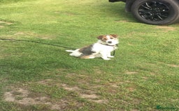 Jack Russell dogs for sale: Gorgeous Jack Russell  puppies ready now, two left - Image 7
