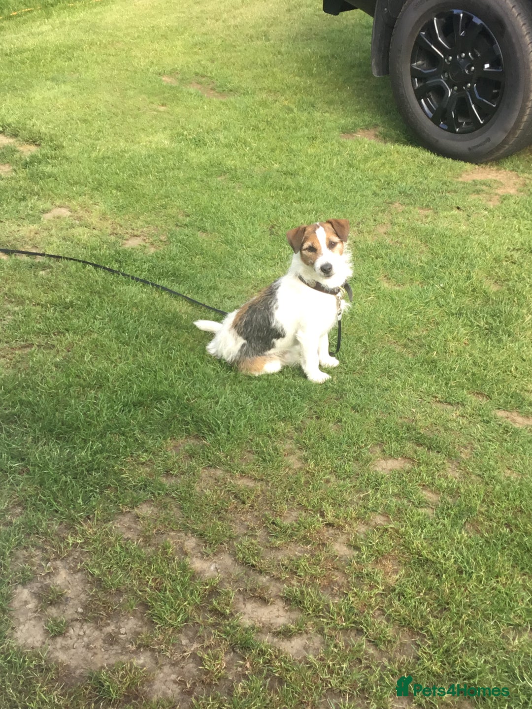 Jack Russell dogs for sale: Gorgeous Jack Russell  puppies ready now, two left - Image 7