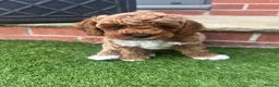 Labradoodle dogs for sale: Red miniature multi gen labradoodles - Advert 12