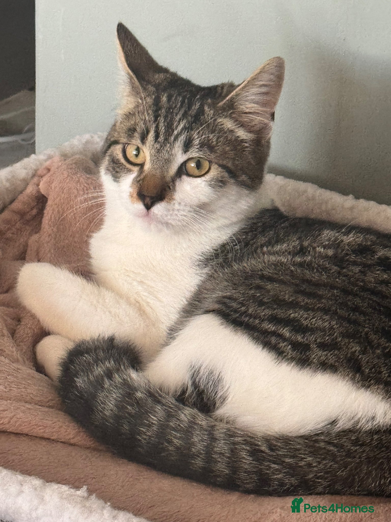 Mixed Breed cats Male cat for rehoming  - Advert 4