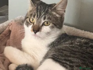 Mixed Breed cats Male cat for rehoming - Advert 2