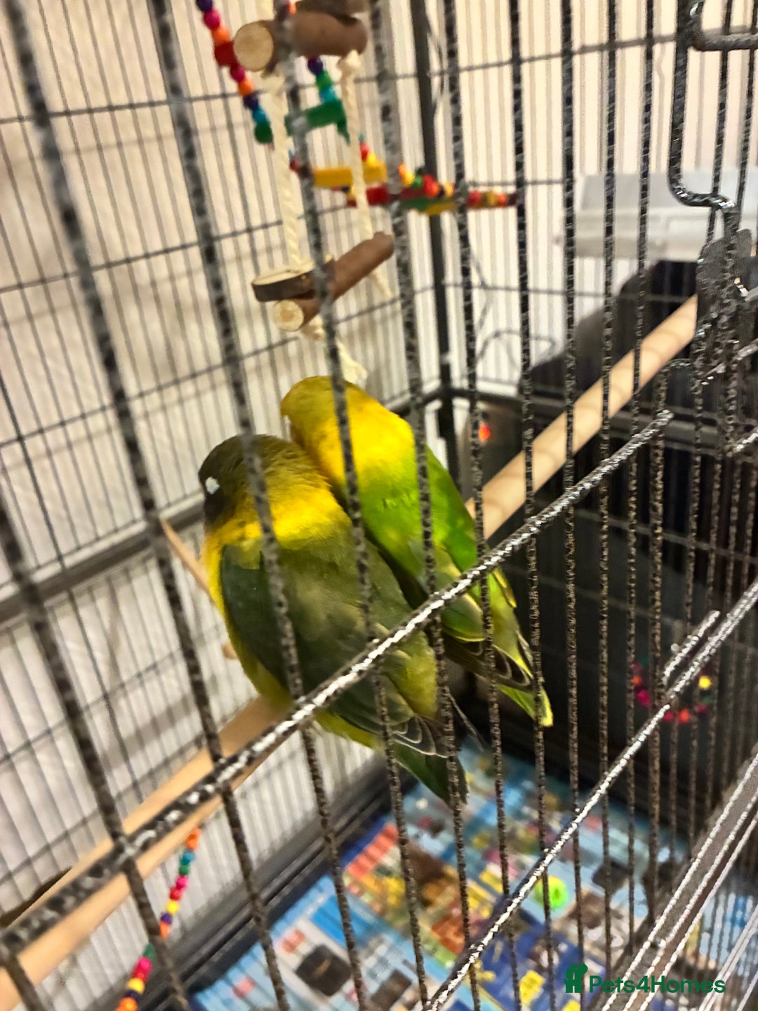 Lovebirds birds for sale: Lovebirds 12 weeks old  - Image 6