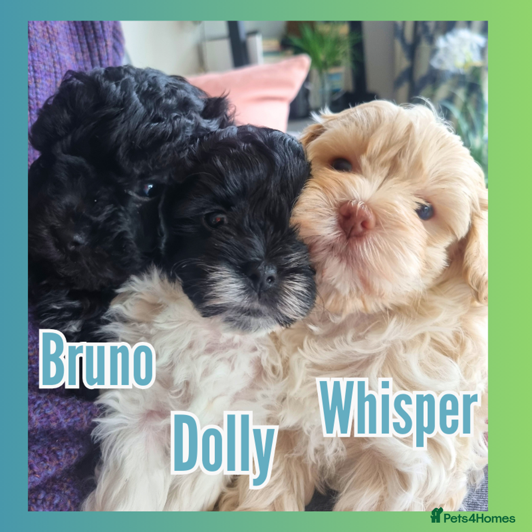 Maltipoo dogs for sale: Family-Raised F2 Toy Maltipoos✨DNA Clear✨Pedigree - Advert 2