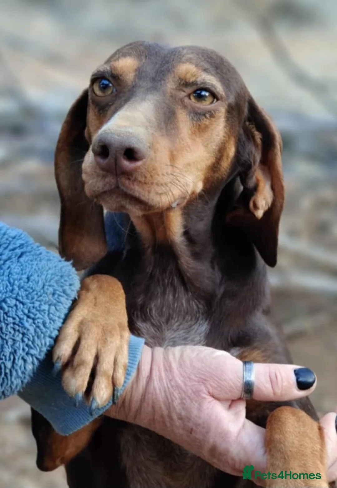 Mixed Breed dogs for adoption: Sienna is looking for her forever family  - Advert 1