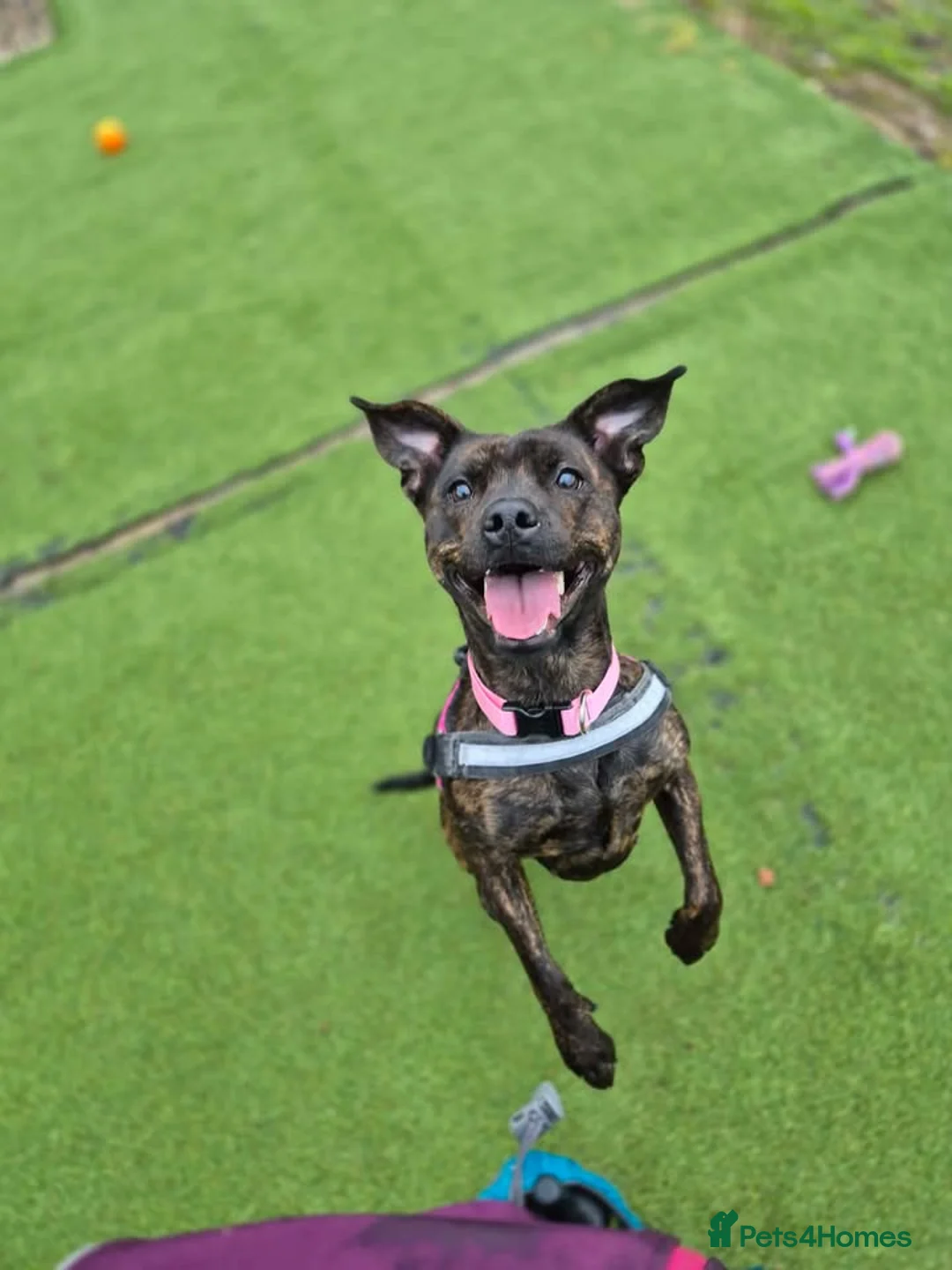 Mixed Breed dogs for adoption: MARZIPAN - 2 year old Staffie Cross - Advert 2