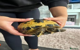 Tortoise reptiles for sale: Horsfield Tortoise  - Image 4