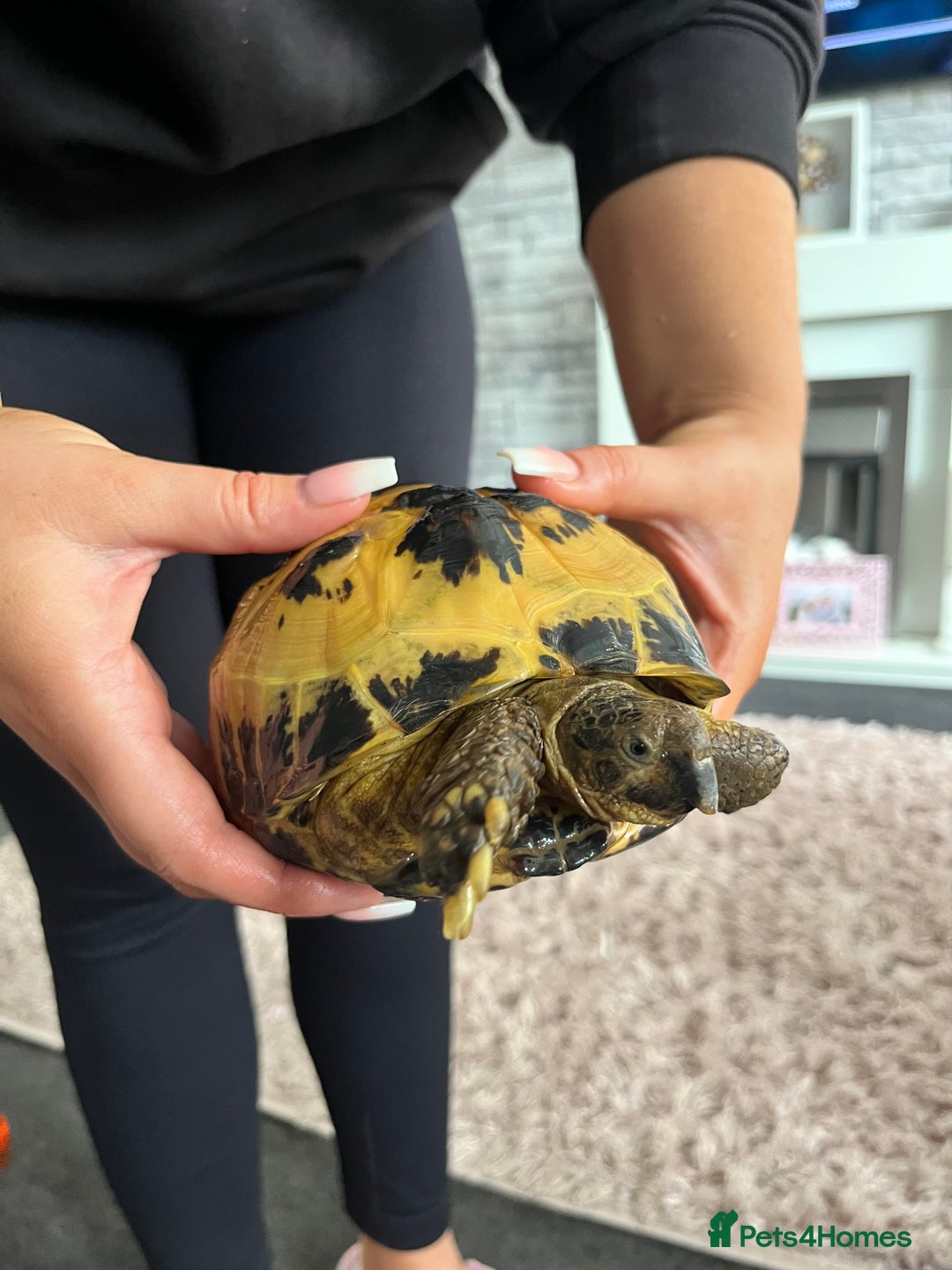 Tortoise reptiles for sale: Horsfield Tortoise  - Image 4
