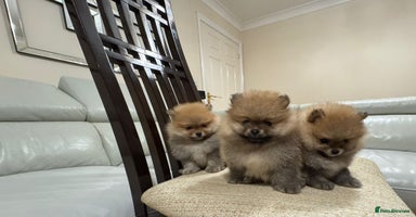 Pomeranian dogs - Advert 1