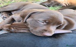 Mixed Breed dogs for sale: Vizlador x Weimaraner puppies - Image 12