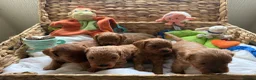 Cavapoo dogs for sale: 🐾 Exquisite F1 Cavapoo Puppies Available 🐾  - Advert 5
