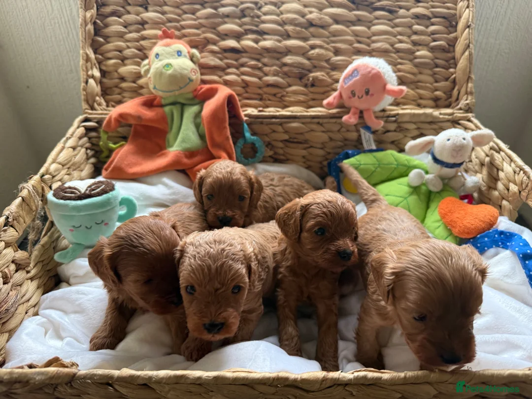 Cavapoo dogs for sale: 🐾 Exquisite F1 Cavapoo Puppies Available 🐾  - Advert 5