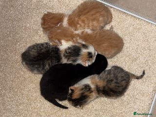 Domestic Shorthair cats 5 kittens available - Advert 2