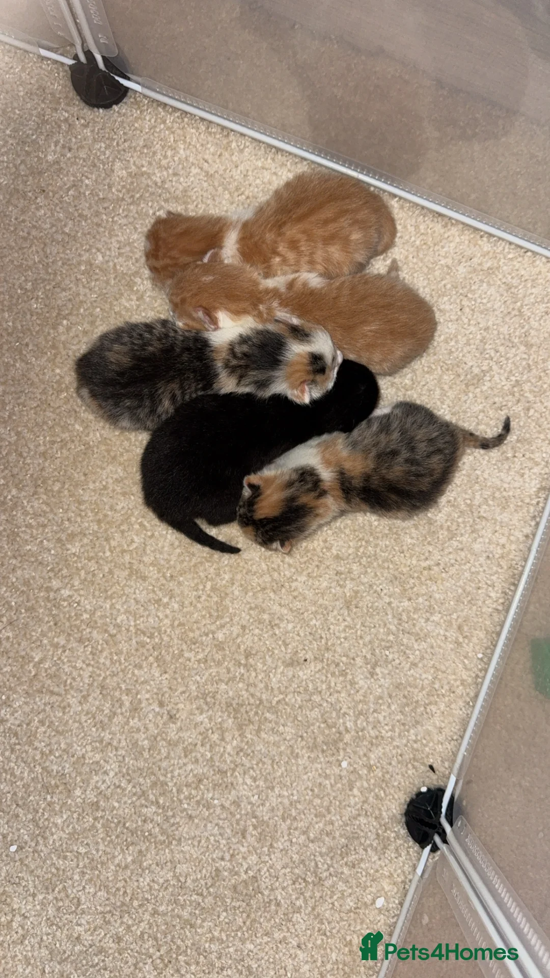 Domestic Shorthair cats for sale: 5 kittens available  - Advert 1
