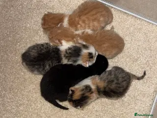Domestic Shorthair cats 5 kittens available - Advert 1