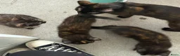 Mixed Breed cats for sale: 3 female kittens - Advert 8