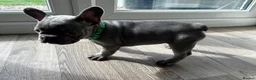 French Bulldog dogs for sale: Beautiful French Bulldog Puppies  - Advert 8