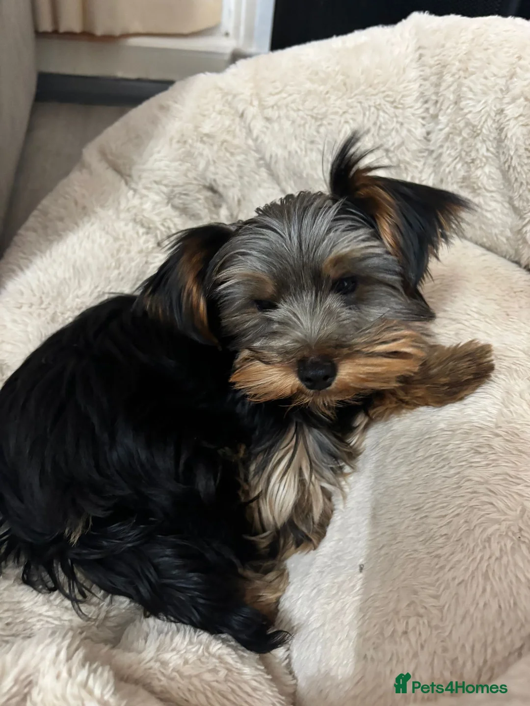Yorkshire Terrier dogs for sale: Yorkie terrier (miniature) - Advert 1