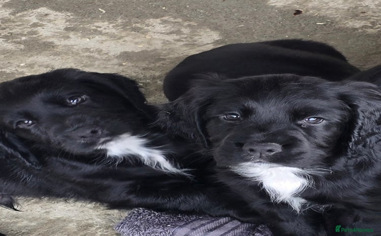 Sprocker dogs - Advert 3