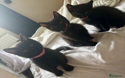 British Shorthair cats for sale: 5 BSH kittens (Grey Kitten GONE) - Image 27