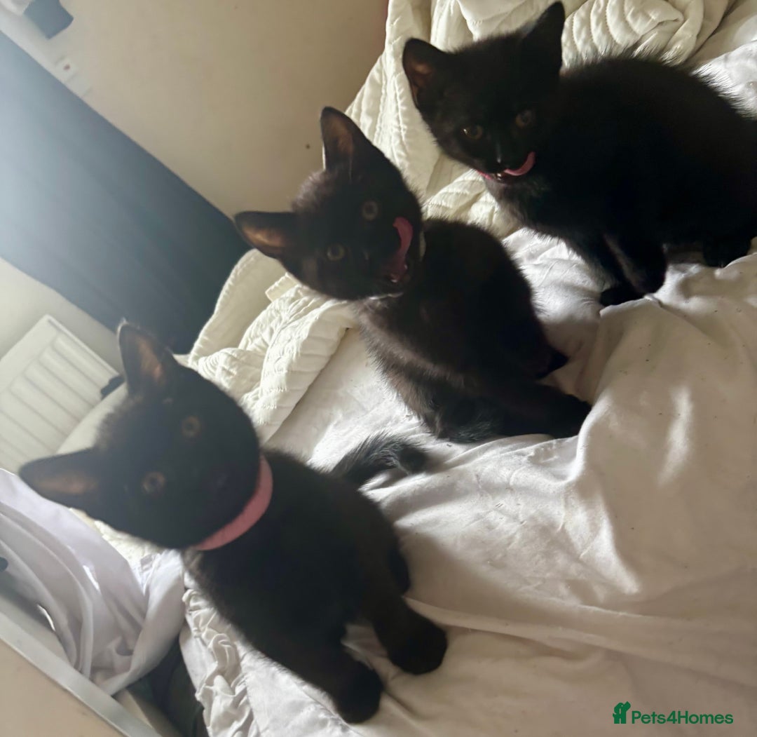 British Shorthair cats for sale: 5 BSH kittens (Grey Kitten GONE) - Image 27