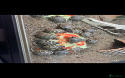 Hermann Tortoise reptiles for sale: 2025 baby hermann tortoises  - Image 5