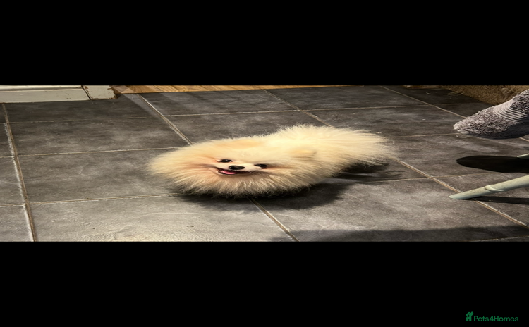 Pomeranian dogs - Advert 2