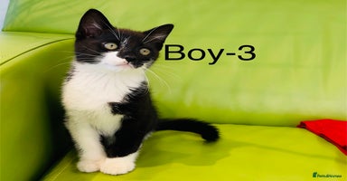 Mixed Breed cats - Advert 6