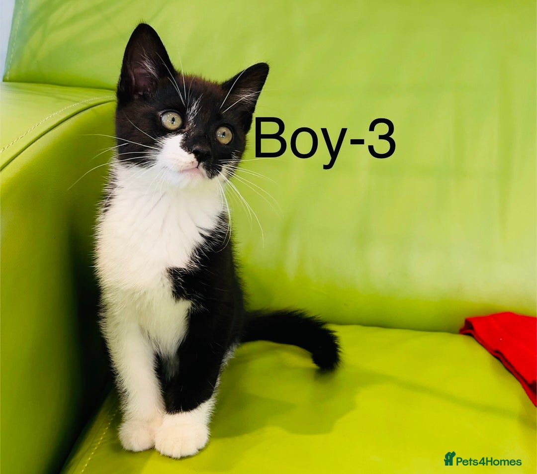 Mixed Breed cats for sale: Beautiful ,clever ,healthy village Kittens - Image 23