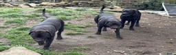 Mixed Breed dogs for sale: 3 male boxweilers 7 month old - Advert 4
