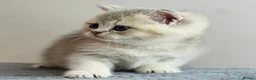 British Shorthair cats for sale: Beautiful AY11 blue golden British shorthair - Advert 2