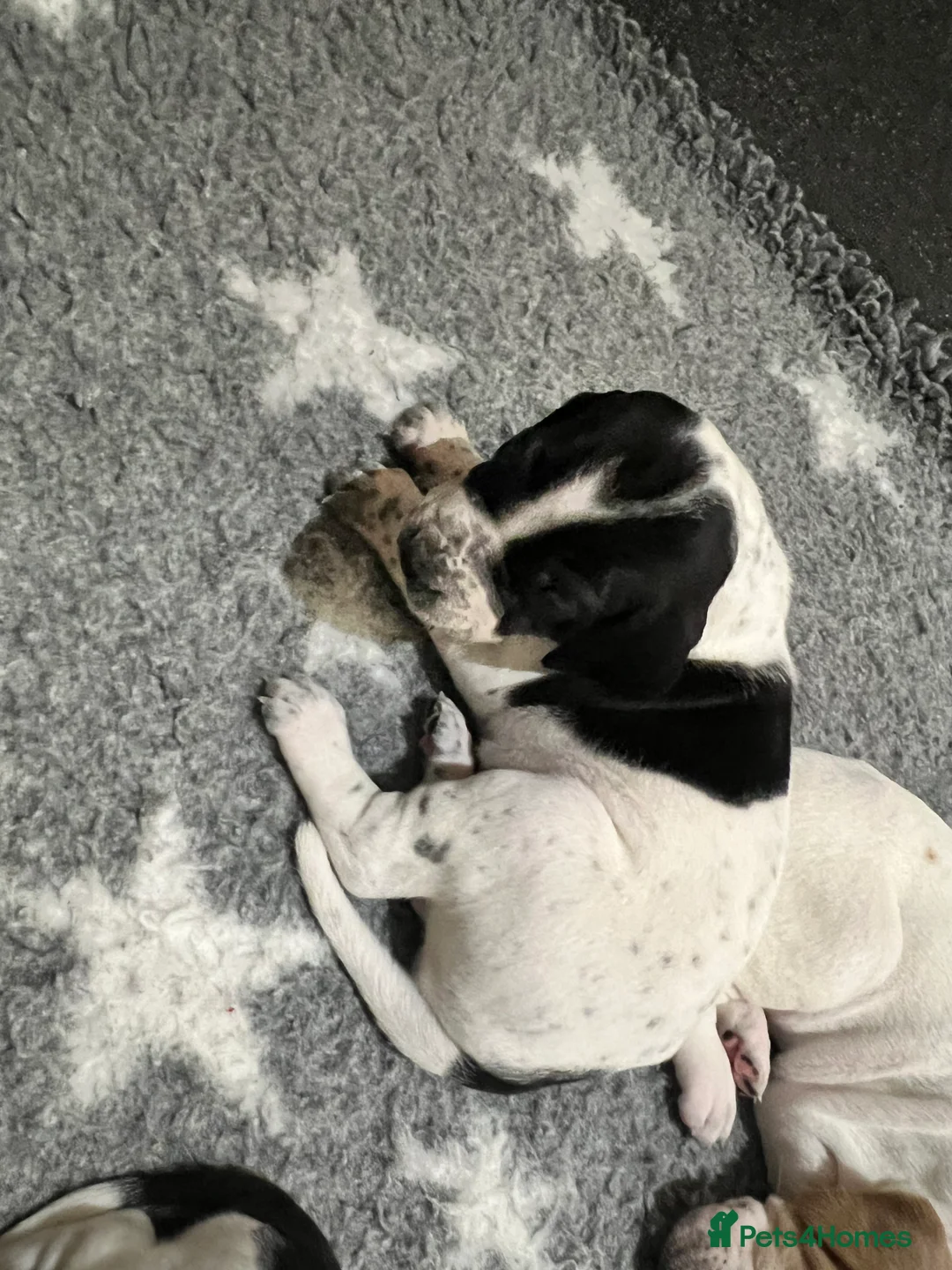 Pointer dogs for sale: Beautiful Pointer puppies  - Advert 15