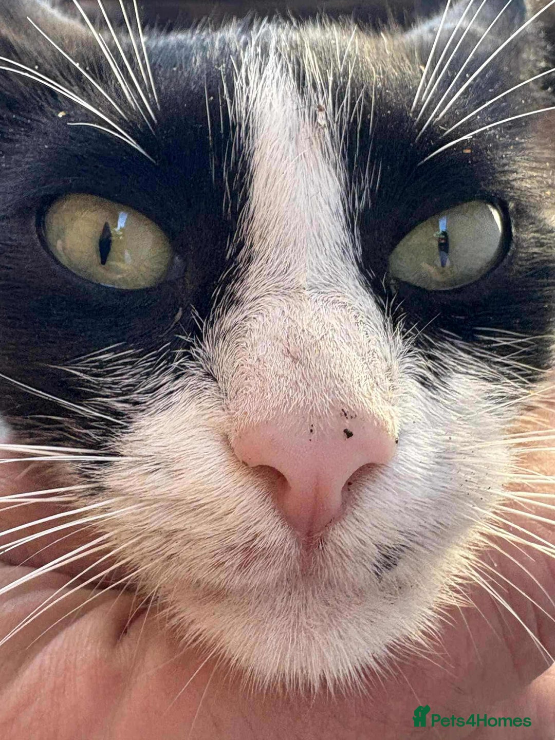 Mixed Breed cats for adoption: ☕ Moca ☕ is looking for her family!  - Image 16